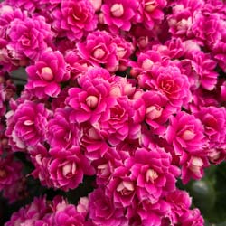 Kalanchoe Pink flowered